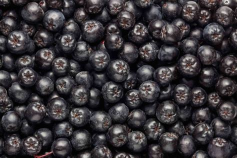 Harvest Magic Black Chokeberry: A Natural Aid for Diabetes Management
